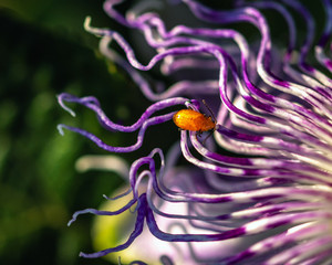 Insect on a Passion Flower!