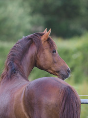 Welsh Pony from Behind