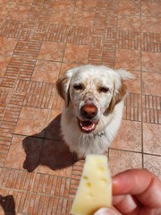 Addestramento cane setter