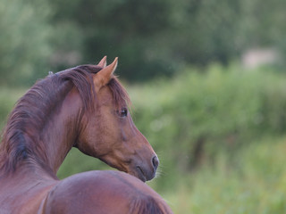 Naklejka premium Welsh Pony Stallion