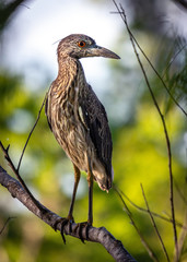 Juvenile Yellow-crowned Night-Heron perched on a branch!