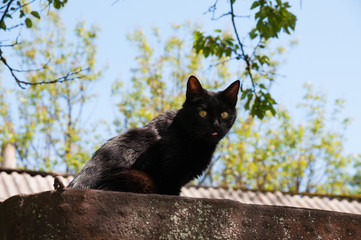 Black cat on a concrete fence sits in summer in sunny weather