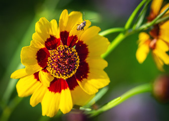 Plains Coreopsis with a small insect on it along the Shadow Creek Ranch Nature Trail in Pearland!