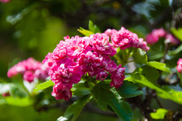Fototapeta premium Beautiful spring red flowers close-up macro. Flowering hawthorn bush in garden or park.