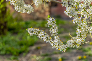spring blossom season tree branches white flower park outdoor scenic view unfocused nature background space