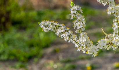 spring blossom season tree branches white flower park outdoor scenic view unfocused nature background space
