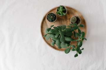 cactuses and succulents on the white back ground