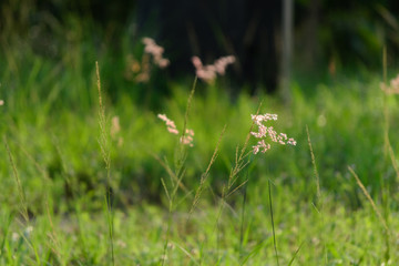 wild flowers in the grass