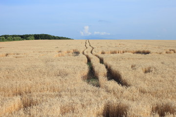 Tracks from tractor wheels in a wheat field