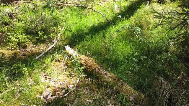 Bois foret sapin Belgique Wallonie