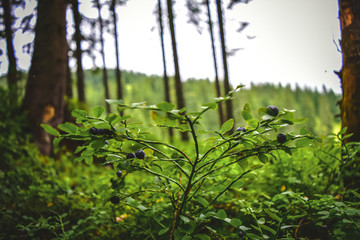 Blueberries`s bush in the wonderful forest