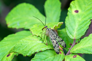 Common Scorpion Fly (Panorpa communis) an abundant harmless insect species found in the UK and Europe stock photo