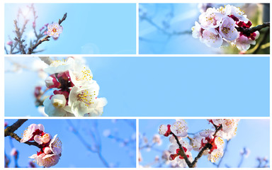 Collage with cherry blossoms in springtime in the blue sky