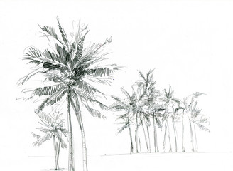 Set of palms trees. Hand drawn illustration over white background. - 351247547