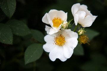 Three white flowers of rose-hip with dark green leaves 