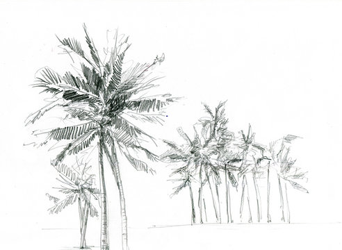 Set of palms trees. Hand drawn illustration over white background.