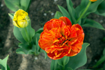 Multi-petal multi-colored tulips, red-orange-yellow flowers