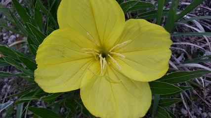 yellow flower
