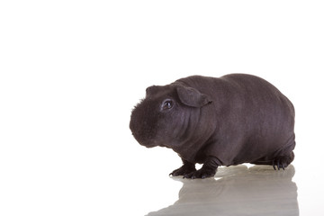 Guinea pig black skinni on white isolated background