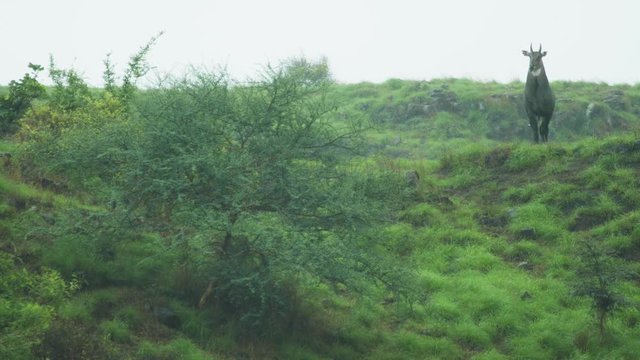 Male Nilgai Antelope stands on top of Green hill as the heavy monsoon rains fall in afternoon