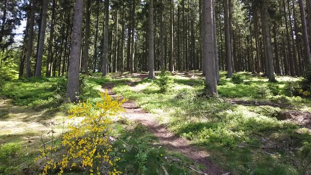 Bois foret sapin Belgique Wallonie