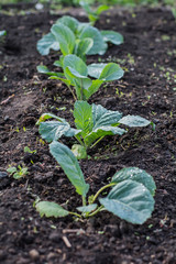 cabbage grows in the garden