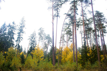 morning in the forest