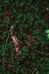 Obraz premium natural, plants, foliage, evergreen, growth, texture, trees, grass 