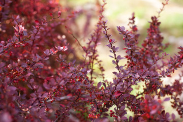 Branch of autumn barberry bush with red leaves and berries. Barberry  branch fresh ripe berries natural green background. Berberis berries fruits bush colorful floral autumn season. gardening design.