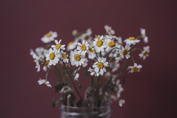 bouquet of daisy flowers in brown background