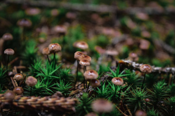 Many little mushrooms in the fairy forest