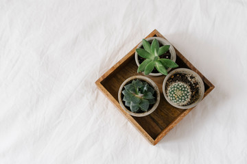 cactuses and succulents on the white back ground