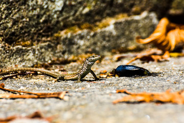 Ardeche lezard