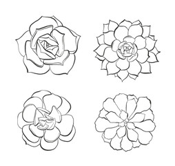 Hand drawn Succulents, vector illustrations