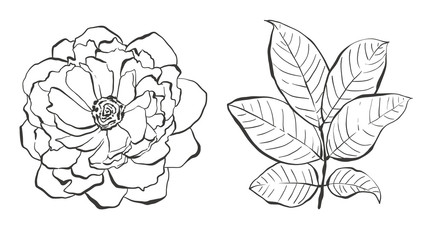 Peony and branch with leaves, hand drawn vector illustrations set