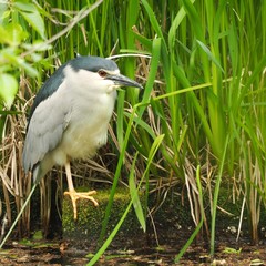 great blue heron