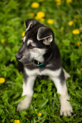 Eastern European shepherd puppy on the street