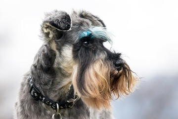 Salt and pepper Schnauzer with blue coloured eyebrows.