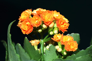 Kalanchoe blossfeldiana flowers in black background.