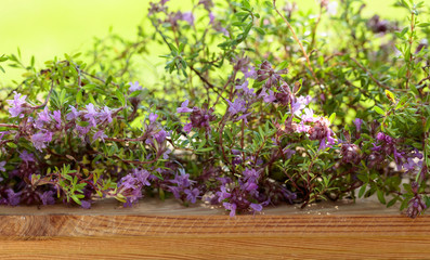 Uncultivated flowering thyme.