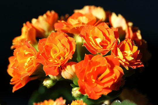 Kalanchoe blossfeldiana flowers in black background.