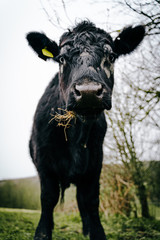 portrait of a cow