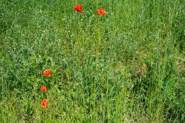 Sonnige Wiesenlandschaft mit roten Mohnblumen
