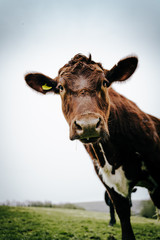 cow in a field