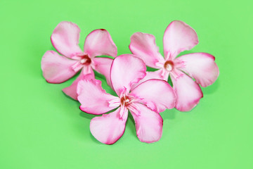 natural pink oleander flowers on a green background