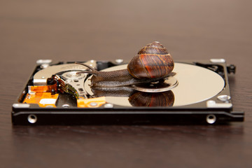 brown snail creeps on a hard drive