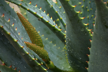 Young ALoe ferox flower detailed among wet leaves