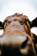 portrait of a cow  