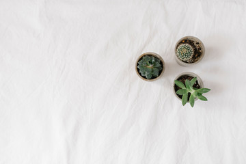 cactuses and succulents on the white back ground