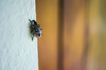 bug